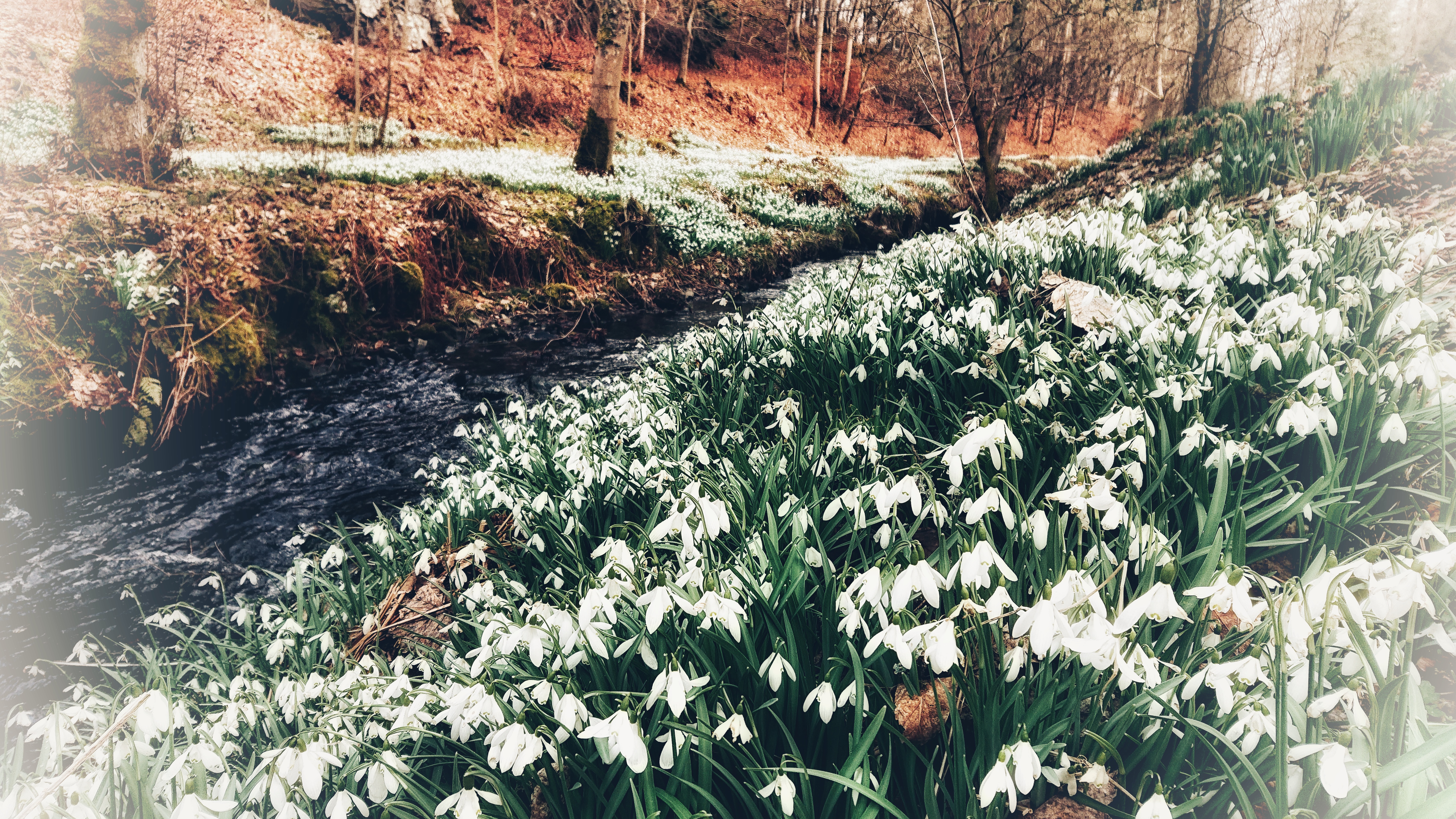 Blooming Spring rivers